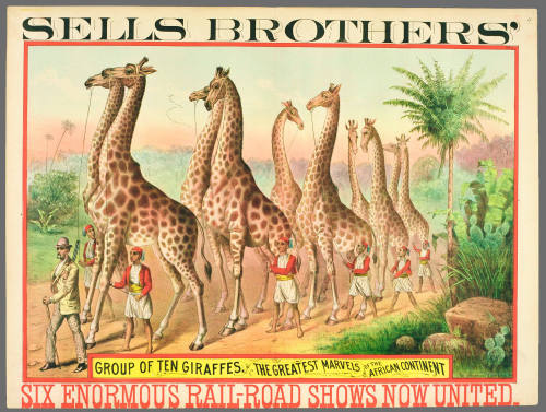 Sells Brothers': Group of Ten Giraffes