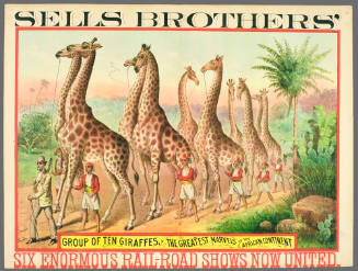Sells Brothers': Group of Ten Giraffes