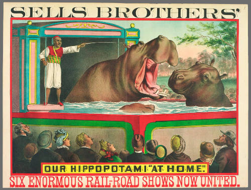 Sells Brothers': Our Hippopotami "At Home"