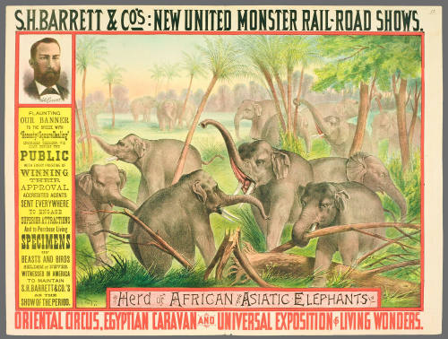 S.H. Barrett & Co: Herd of African and Asiatic Elephants