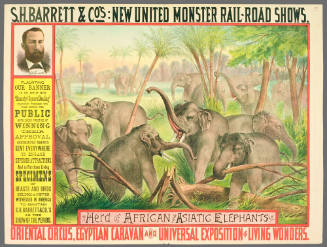 S.H. Barrett & Co: Herd of African and Asiatic Elephants