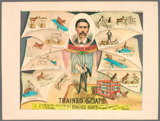 Professor Motico's Trained Goats