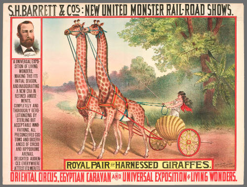 S.H. Barrett & Co: Royal Pair of Harnessed Giraffes