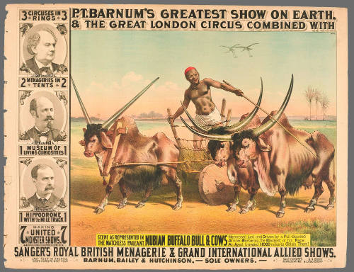 P.T. Barnum's Greatest Show on Earth & The Great London Circus: Nubian Buffalo Bull & Cows