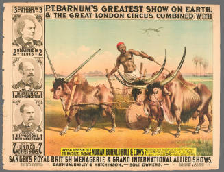 P.T. Barnum's Greatest Show on Earth & The Great London Circus: Nubian Buffalo Bull & Cows