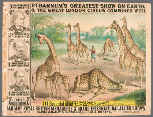 P.T. Barnum's Greatest Show on Earth & The Great London Circus: 10 Beautiful Giraffes.