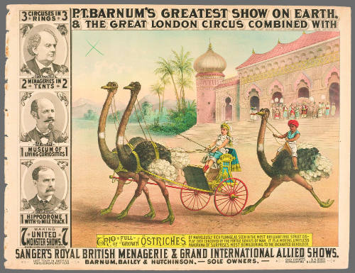 P.T. Barnum's Greatest Show on Earth & The Great London Circus: Trio of Full-Grown Ostriches.