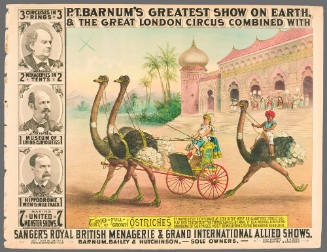 P.T. Barnum's Greatest Show on Earth & The Great London Circus: Trio of Full-Grown Ostriches.