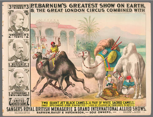 P.T. Barnum's Greatest Show on Earth & The Great London Circus: Two Giant Jet Black Camels, a Pair of White Sacred Camels
