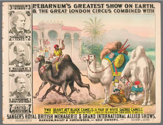 P.T. Barnum's Greatest Show on Earth & The Great London Circus: Two Giant Jet Black Camels, a Pair of White Sacred Camels