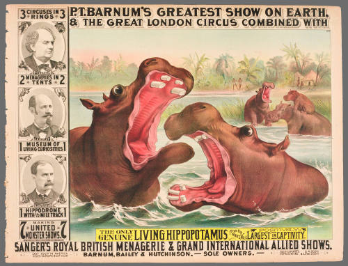 P.T. Barnum's Greatest Show on Earth & The Great London Circus: The Only Genuine Living Hippopotamus from the White Nile