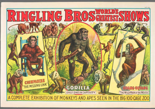 Ringling Bros: A Complete Exhibition of Monkeys and Apes in the Big 100 Cage Zoo