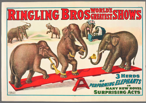 Ringling Bros: 3 Herds of Performing Elephants