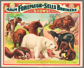 Forepaugh & Sells Brothers Great Shows Consolidated: A Magnificent Collection of Splendid Living Specimens of the Bears of the World