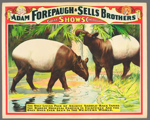 Adam Forepaugh & Sells Brothers Great Shows Consolidated: The Only Living Pair of Asiatic Saddle-Back Tapirs