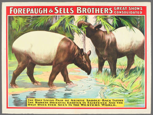 Forepaugh & Sells Brothers Great Shows Consolidated: The Only Pair of Asiatic Saddle-Back Tapirs