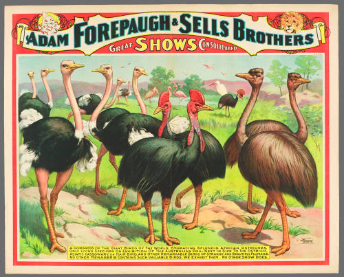 Adam Forepaugh & Sells Brothers Great Shows Consolidated: A Congress of the Giant Birds of the World