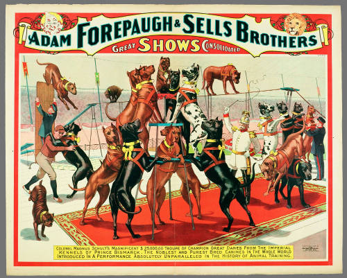 Adam Forepaugh & Sells Brothers Great Shows Consolidated: Colonel Magnus Schult's Magnificent $25,000.00 Troupe of Champion Great Danes from the Imperial Kennels of Prince Bismarck