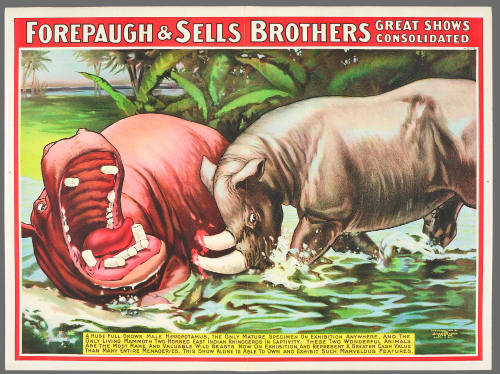 Forepaugh & Sells Brothers Great Shows Consolidated: A Huge Full Grown Male Hippopotamus, the Only Mature Specimen on Exhibition Anywhere, and the Only Living Mammoth Two Horned East Indian Rhiniceros in Captivity.
