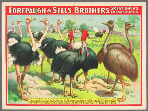 Forepaugh & Sells Brothers Great Shows Consolidated: A Congress of the Giant Birds of the World