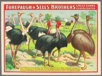 Forepaugh & Sells Brothers Great Shows Consolidated: A Congress of the Giant Birds of the World