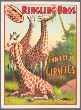 Ringling Bros: Family of Giraffes