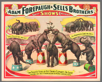 Adam Forepaugh & Sells Brothers Great Shows Consolidated:Two Biggest Herds oF Best Trained Elephants on Earth