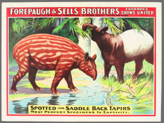Forepaugh & Sells Brothers Enormous Shows United: Spotted and Saddle Back Tapirs