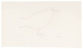 Gull