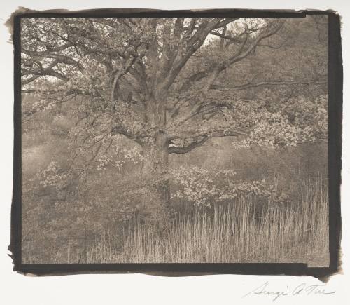 Oak Tree, Holmdel, N.J.