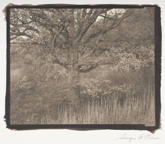 Oak Tree, Holmdel, N.J.