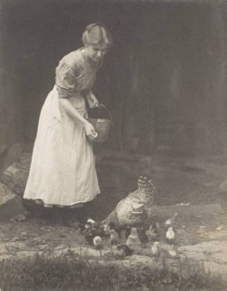 Feeding the Chickens