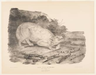 Canis Lupus, Linn (Varalbus) White American Wolf (Male)