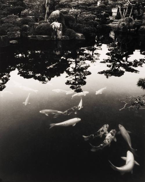Swimming Carp, Shimane-Ken