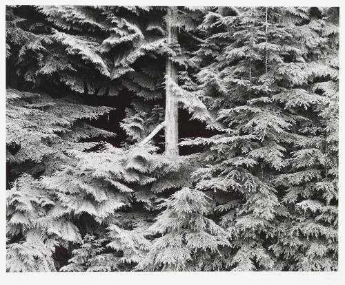 Olympic Peninsula, Washington