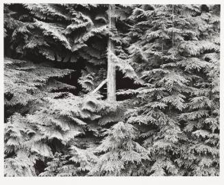 Olympic Peninsula, Washington