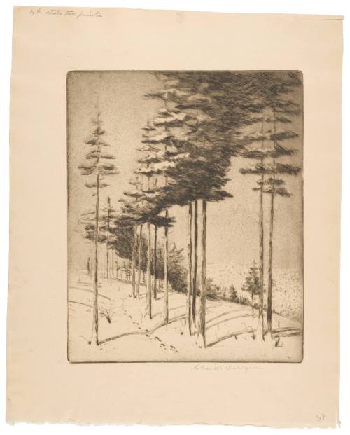 The Edge of the Timberline