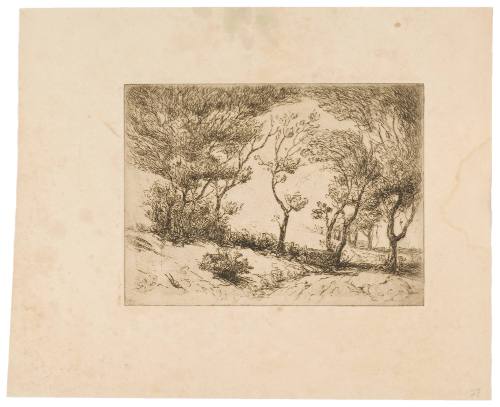 The Willows
