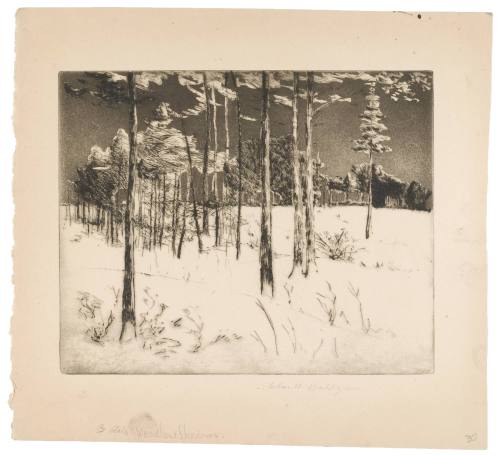 Woodland Shadows
