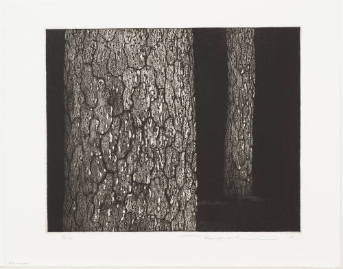 Pine Trunks