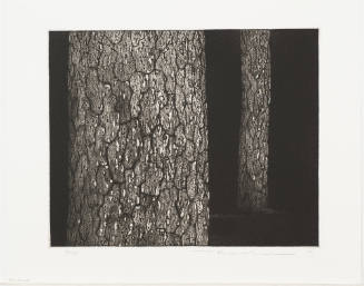 Pine Trunks