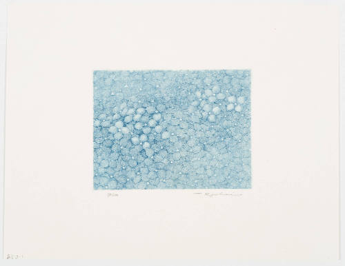 Hydrangea