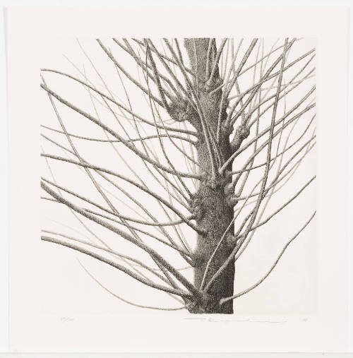 Poplar Tree #1
