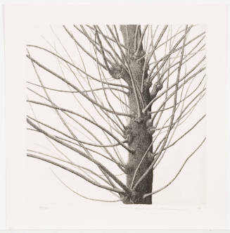 Poplar Tree #1