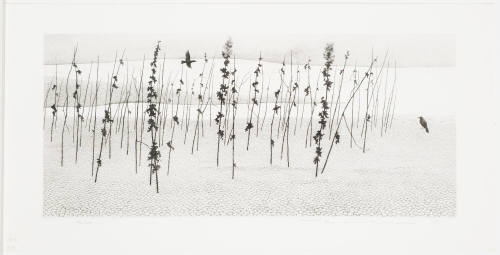 Riverbed