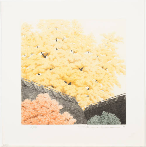 Big Ginko Tree
