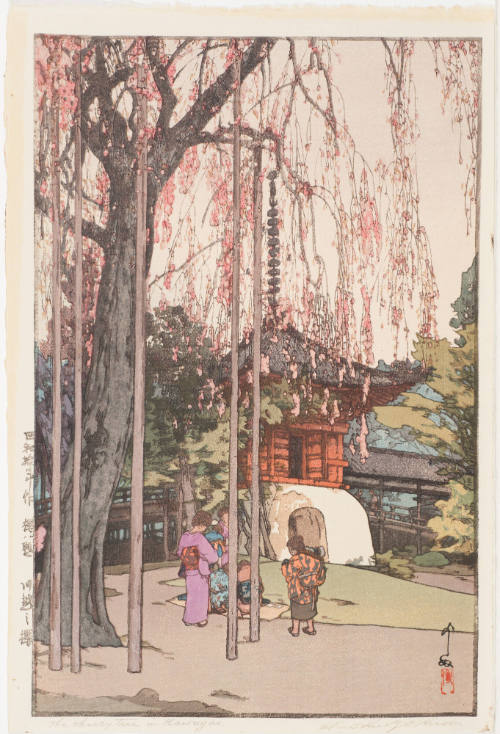The Cherry Tree in Kawagoe