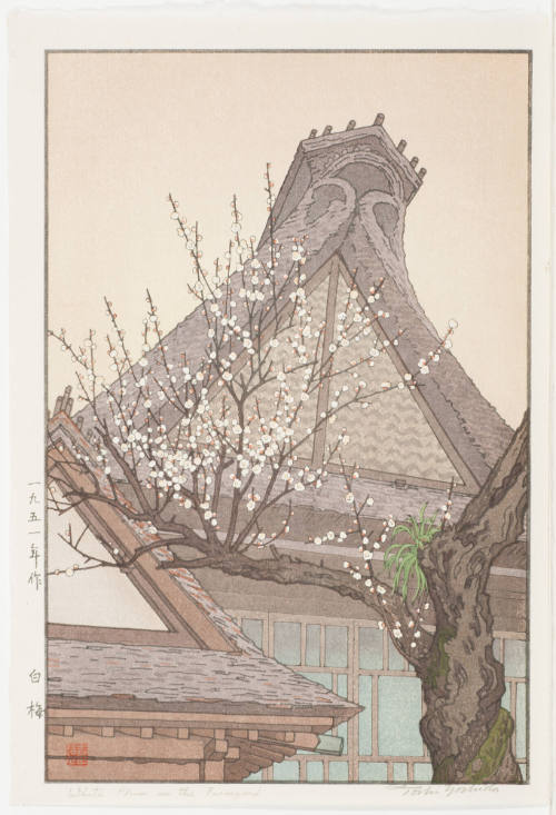White Plum in the Farmyard