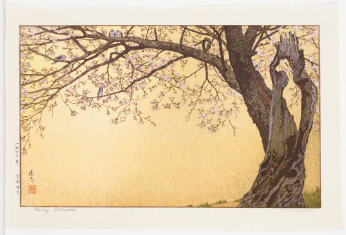 Cherry Blossoms