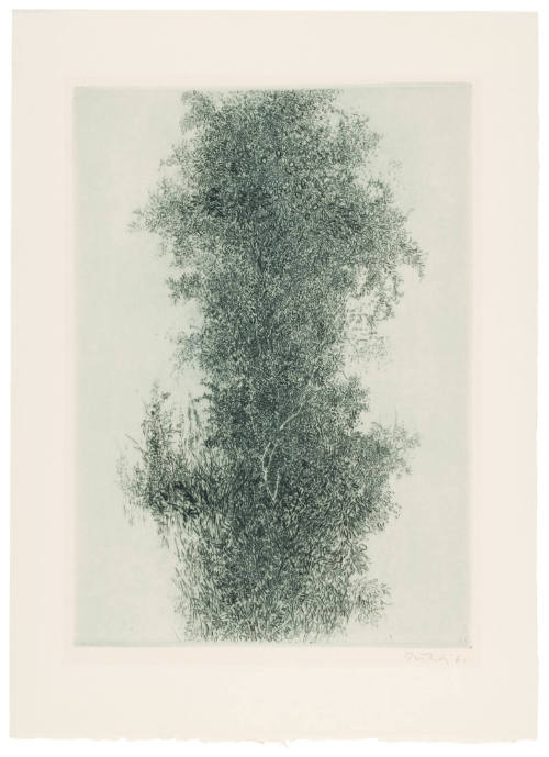 Wisteria